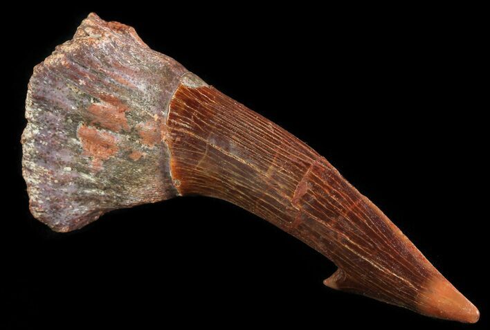Cretaceous Giant Sawfish (Onchopristis) Rostral Barb #64483